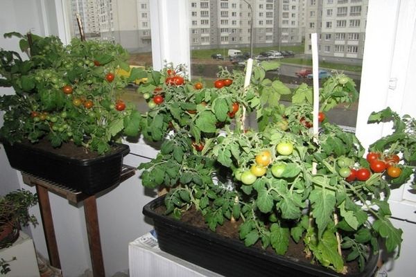 tomates en el balcón