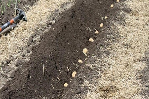 како посадити кромпир