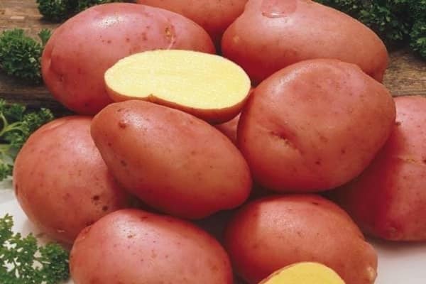 فائدة الفطريات التي تنمو على درنات البطاطس