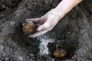 Vrchná úprava zemiakov s monofosforečnanom draselným, vlastnosti hnojenia a pravidlá aplikácie