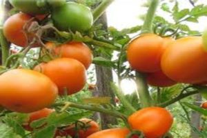Beskrivning av tomatsorten Charm, dess egenskaper och odling