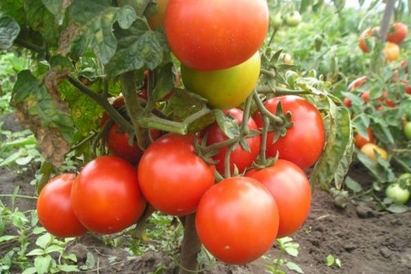 sự quyến rũ cà chua