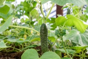 Beschrijving van komkommers van de kleindochtervariëteit van oma, hun teelt