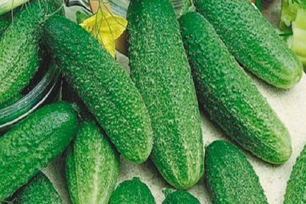 ginga cucumber