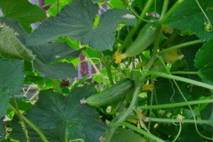 Popis odrůdy okurky Ginga, vlastnosti její kultivace a péče