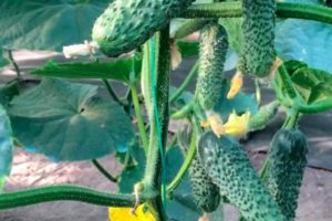 Beschrijving van de variëteit aan komkommers Lutoyar, kenmerken van teelt en verzorging