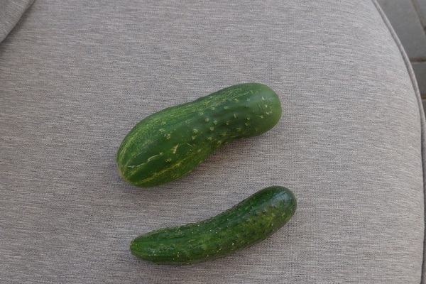 cucumbertw mazulis