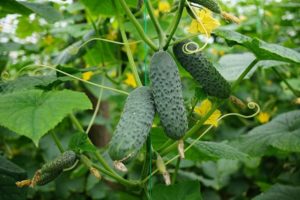 Description de la variété de concombre Meringue, plantation et entretien, l'avis des jardiniers