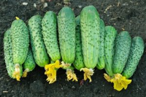 Description of the variety of cucumbers Friendly family, features of cultivation and care