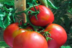 Beskrivelse af tomatsorten Voevoda, dens dyrkning og pleje