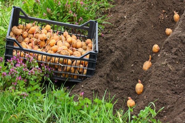 plantera potatis
