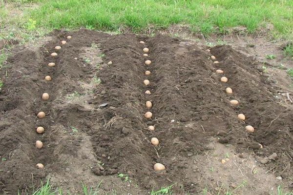 plantera potatis