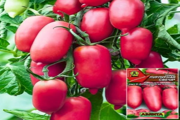 Beschrijving van de tomatenvariëteit Paarse kaars, de opbrengst en beoordelingen van zomerbewoners