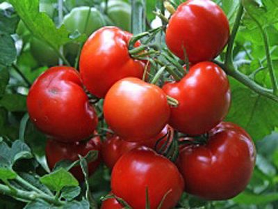 Tomatenbüsche nach Osten