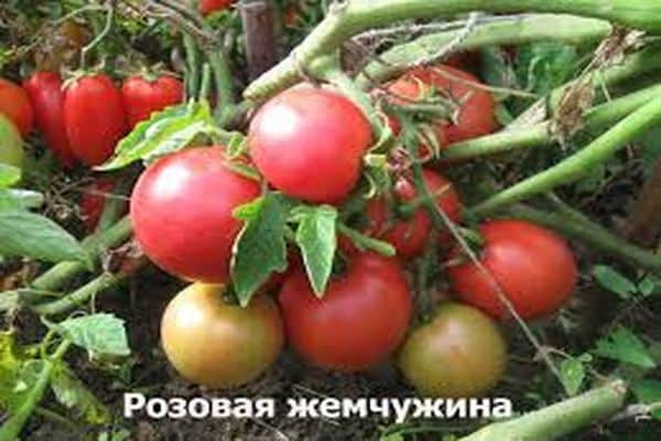 tomato disease