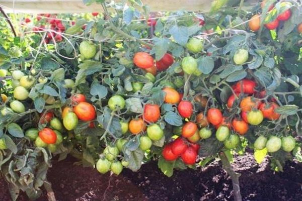tomates sucrées