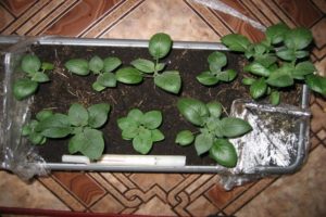 Bulvių auginimas iš sėklų namuose, sodinimas ir priežiūra