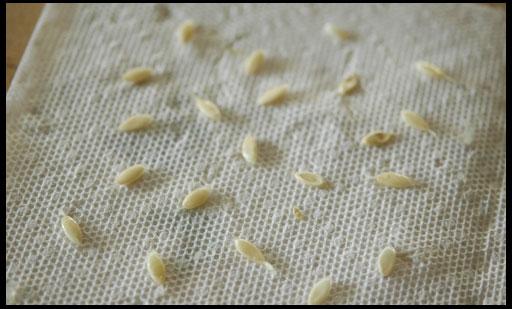 semințe de castravete pe tifon