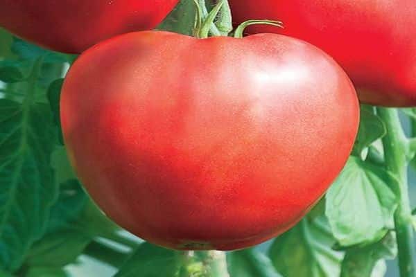 tomatsorter hjerte