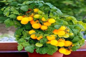 Περιγραφή της ποικιλίας ντομάτας titmouse, συστάσεις για καλλιέργεια