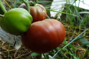 Descrizione della varietà di pomodoro Lilac Lake, caratteristiche della coltivazione e recensioni dei giardinieri