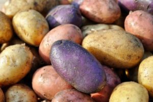Genomgång av de bästa potatisvarianterna med en beskrivning