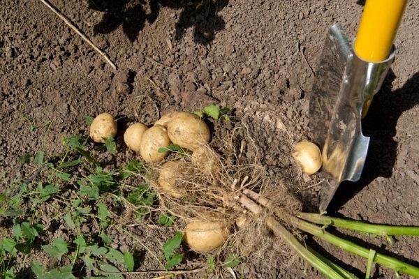 desenterrar patates