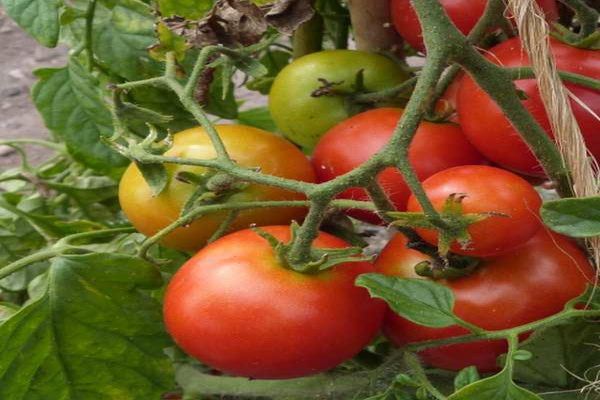 tomate en el huerto