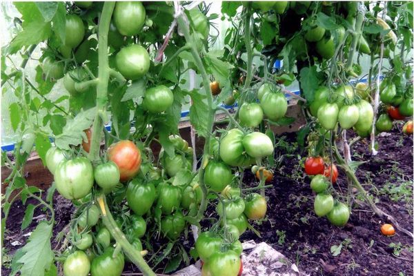 tomato in a greenhouse