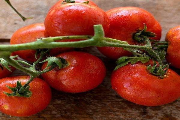 tomates subárticos
