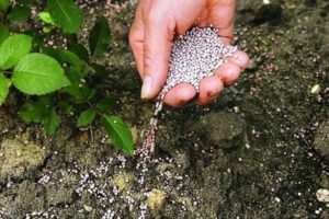 L'utilisation d'engrais superphosphate pour nourrir les concombres en serre et en plein champ