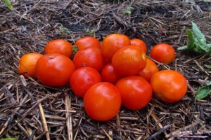 Pomidorų veislės „Amur bole“ aprašymas, jo savybės ir priežiūros ypatybės
