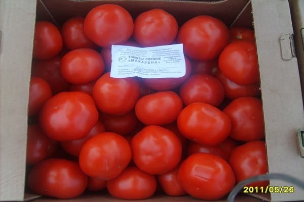 growing tomatoes