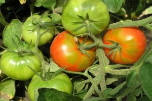 Beschrijving van de zakelijke dame-tomatenvariëteit, de kenmerken en zorg