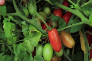 Characteristics of the Briskolino tomato variety, especially the cultivation and care of the crop