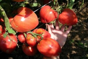Descrizione della varietà di pomodoro Miracle Altai, caratteristiche di coltivazione e cura