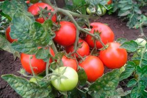 Description of the tomato variety Country pet, its characteristics and productivity
