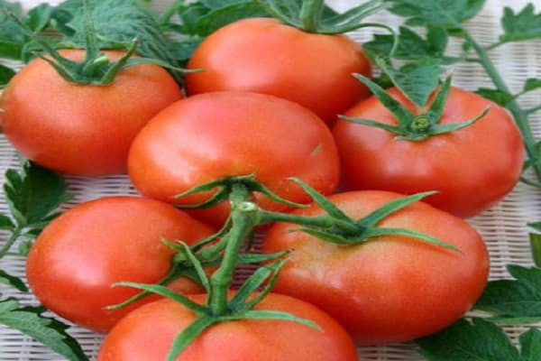 paradajka Dunna