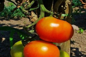 Dann pomidorų veislės, jos ypatybių ir auginimo aprašymas