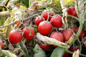 Description of Donna Anna tomato variety and its characteristics