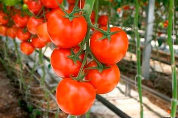 tomate Elena