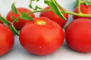 Description and characteristics of Pharaoh tomatoes, positive qualities