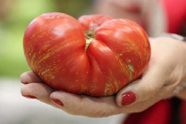 tomat fyrværkeri