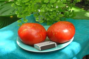 Περιγραφή της ποικιλίας ντομάτας Πυροτεχνήματα, τα χαρακτηριστικά και τα χαρακτηριστικά της καλλιέργειας