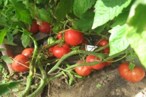 Pomidorų veislės „Gamayun“ aprašymas, auginimo ir priežiūros ypatybės
