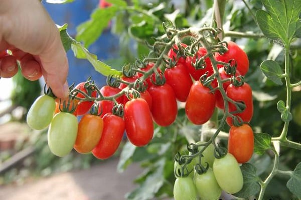 pomidorų golitsyn