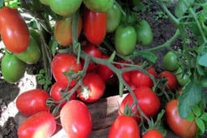 Pomidorų veislės „Golitsyn“ charakteristikos ir aprašymas, auginimo patarimai