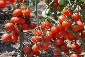 Beskrivning av den röda tomatsorten med kruka, kultivering och vård