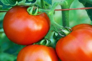 Description of the tomato variety Emperor F1, its yield