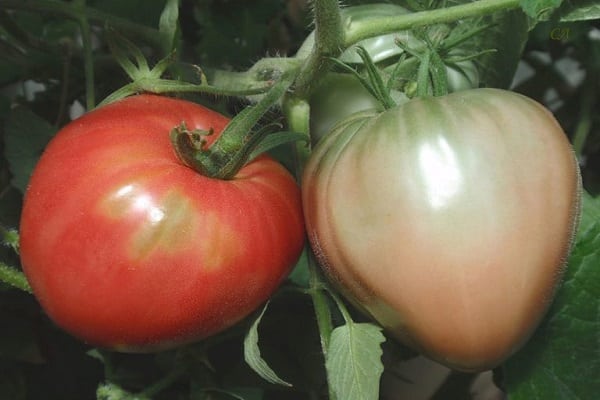 salīdziniet tomātus